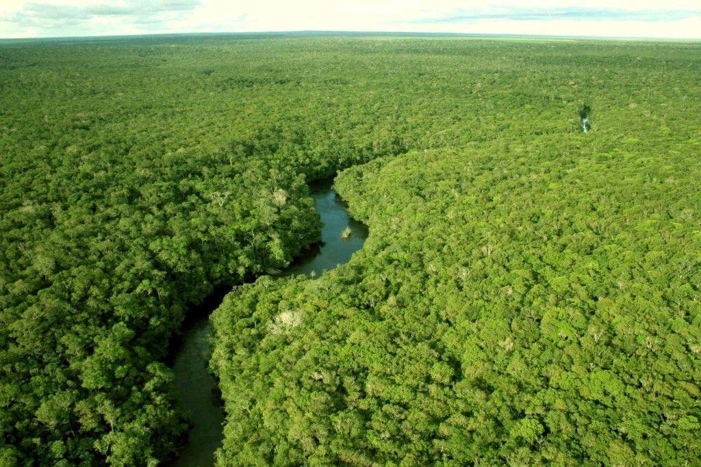 Floresta Amazônica Flora Fauna Solo E Hidrografia Resumo Completo 5637