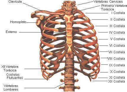 Ossos Do Corpo Humano