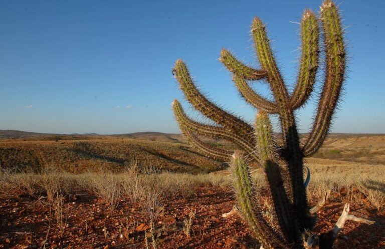 Vegetação do Brasil conheça nossos 7 tipos de biomas resumo