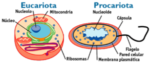 Células Eucariontes características e classificação resumo