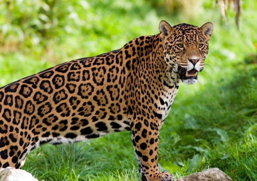 Animais Extintos no Brasil lista de espécies resumo completo