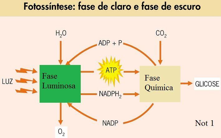 Fotossíntese: o que é, as fases do processo (resumo completo)