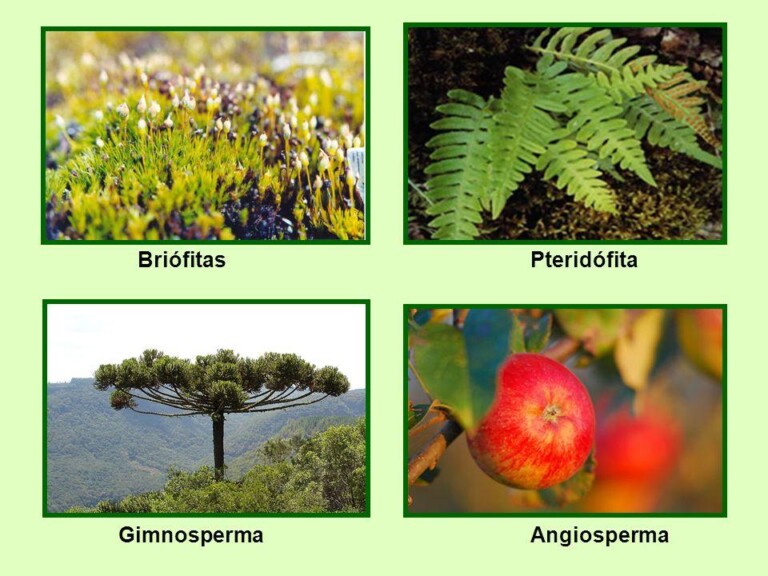 Lo Que Debes Y Expresar Sobre Ejemplos Del Reino Plantae Images