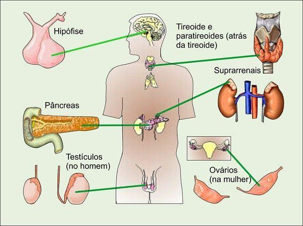 Sistema Endócrino 3456