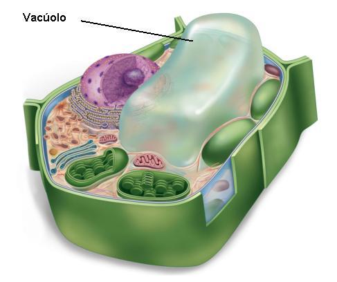 Resultado de imagem para vacuolo de suco celular