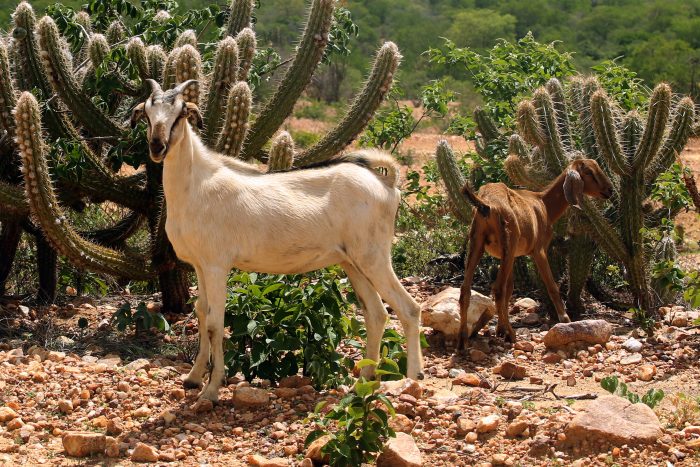 Agreste: Cultura, Vegetação E Características [resumo]