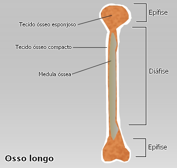 medula-ssea-das-c-lulas-sangu-neas-doa-o-resumo