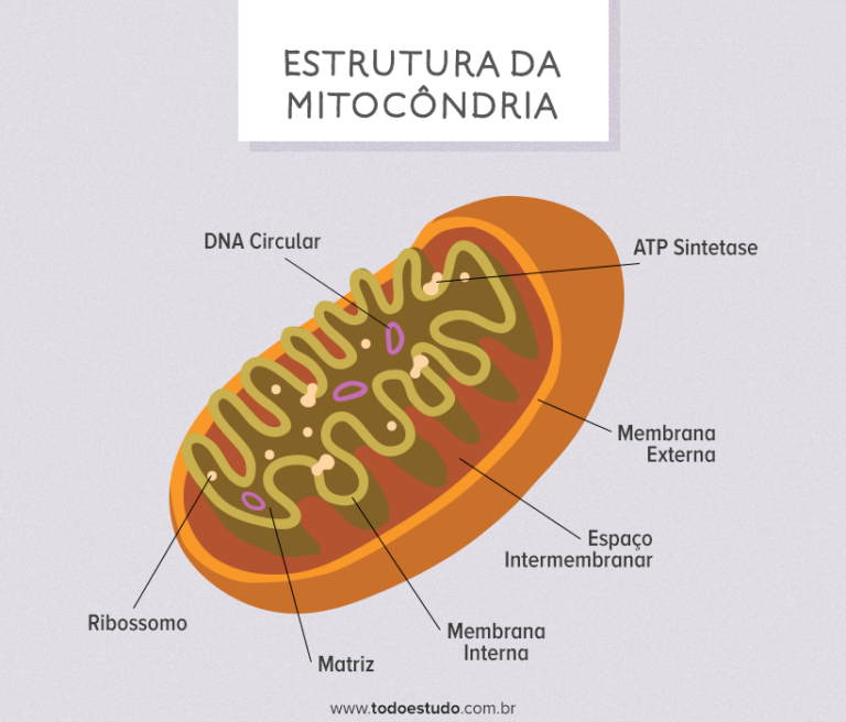 O Que é Mitocondria Para Que Serve