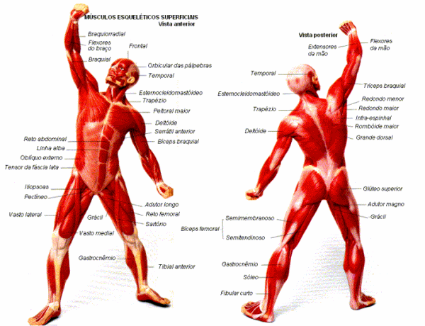 Músculos Do Corpo Humano Os Principais Tipos E Funções Resumo 2140