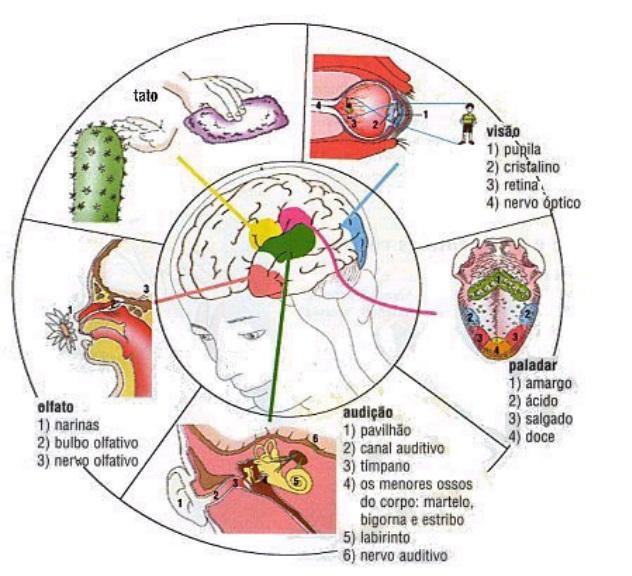 Sintético Foto Cuales Son Los Cinco Sentidos Del Cuerpo Humano Actualizar