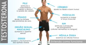 Testosterona: Função, Níveis Saudáveis E Nas Mulheres [resumo]