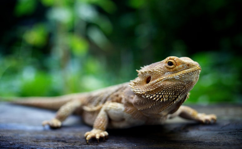 Répteis os primeiros animais a conquistar o ambiente