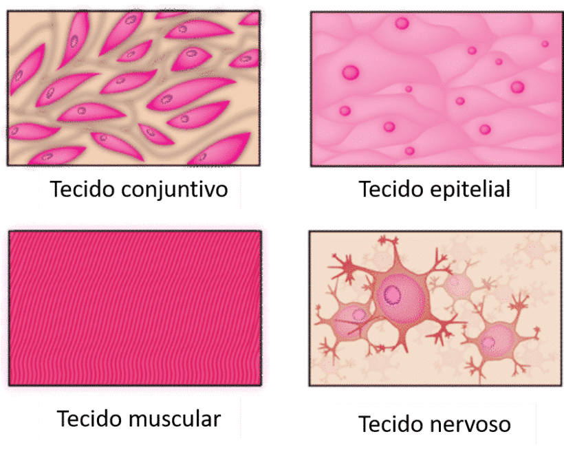 Corpo Humano: Entenda Como Todas As Estruturas Estão Relacionadas.