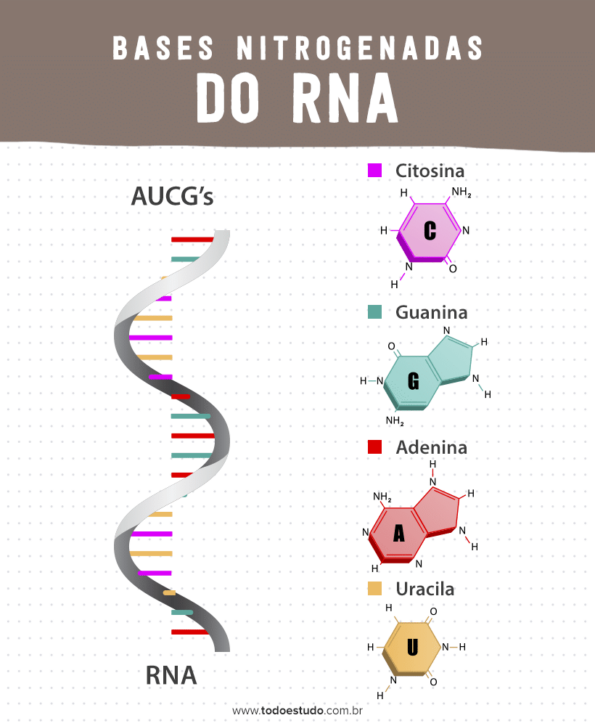 Bases Nitrogenadas Entenda A Importância Desses Compostos 3381