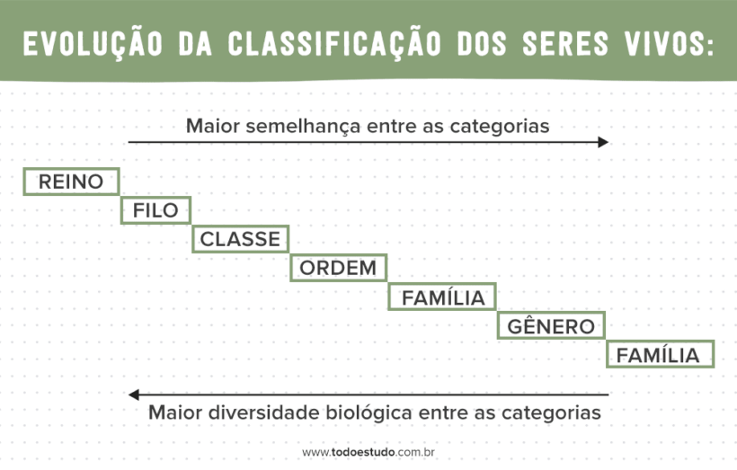 Classificação Dos Seres Vivos Conheça Como é Feita 3221