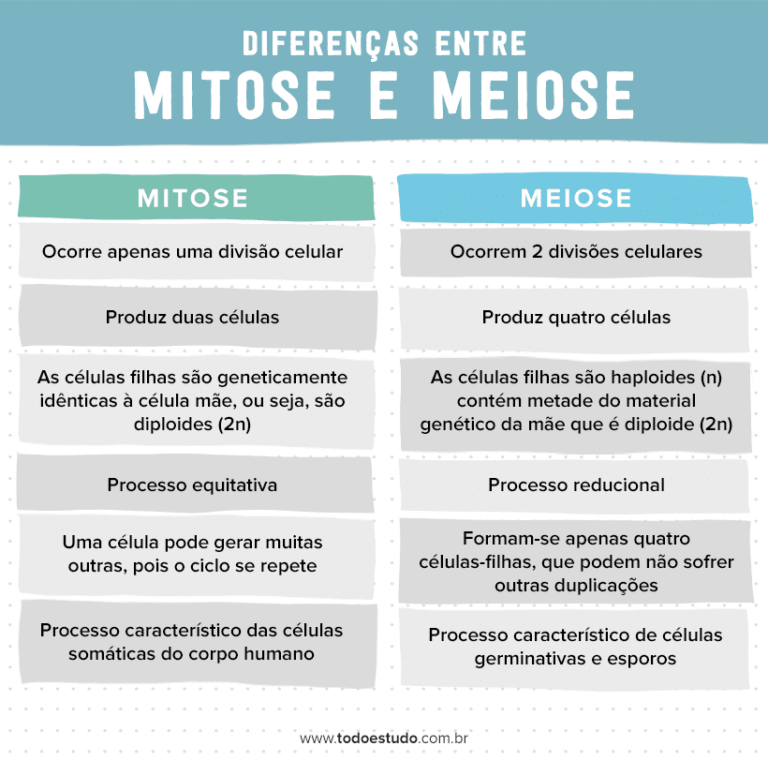 Conceito E Funçoes Da Mitose E Meiose E 10 Exemplos