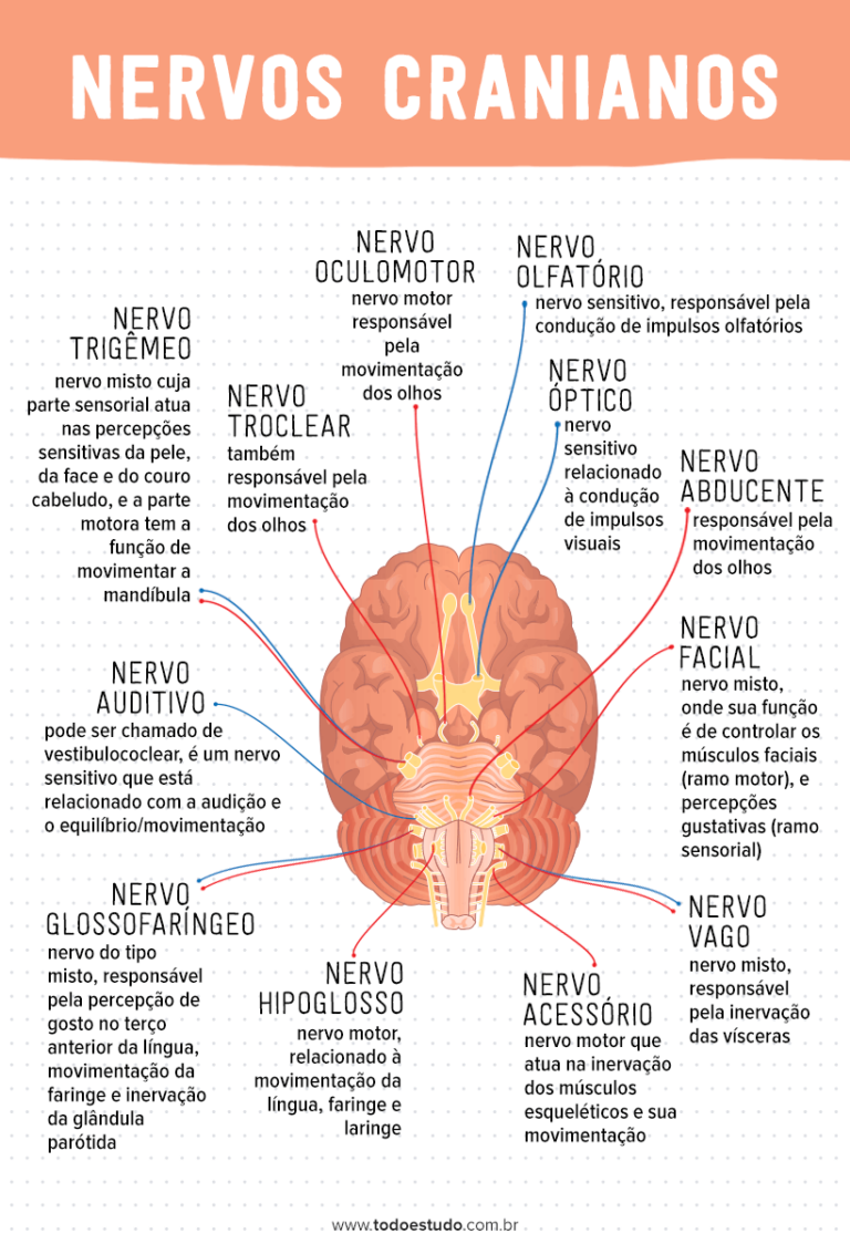 Nervos cranianos entenda suas funções e nomenclatura