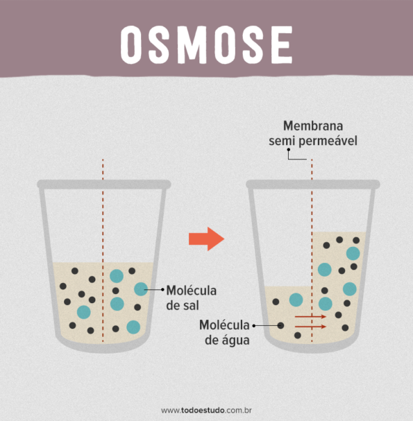 atividade experimental osmose