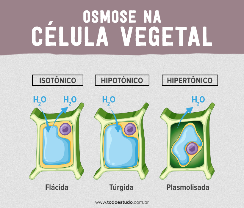 Osmose 5105