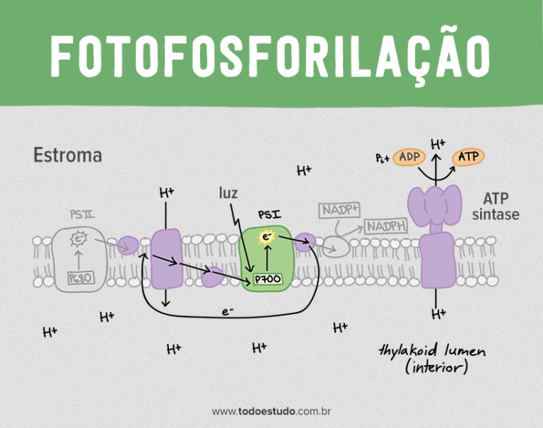 Fotossíntese Aprenda Sobre As Fases Fotoquímica E Bioquímica 2079