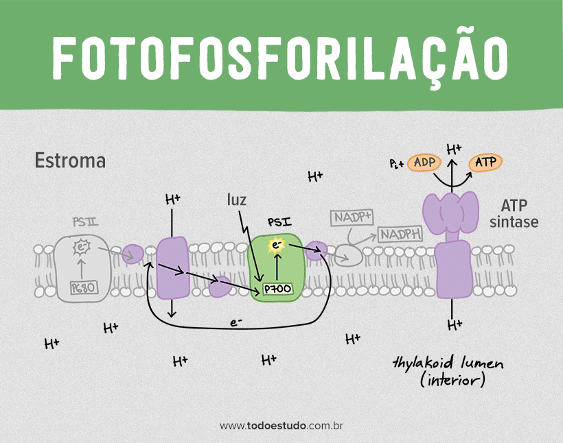 Fotossíntese Aprenda Sobre As Fases Fotoquímica E Bioquímica 0244