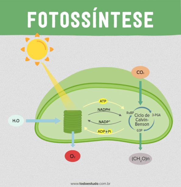 Fotossíntese Aprenda Sobre As Fases Fotoquímica E Bioquímica 4074