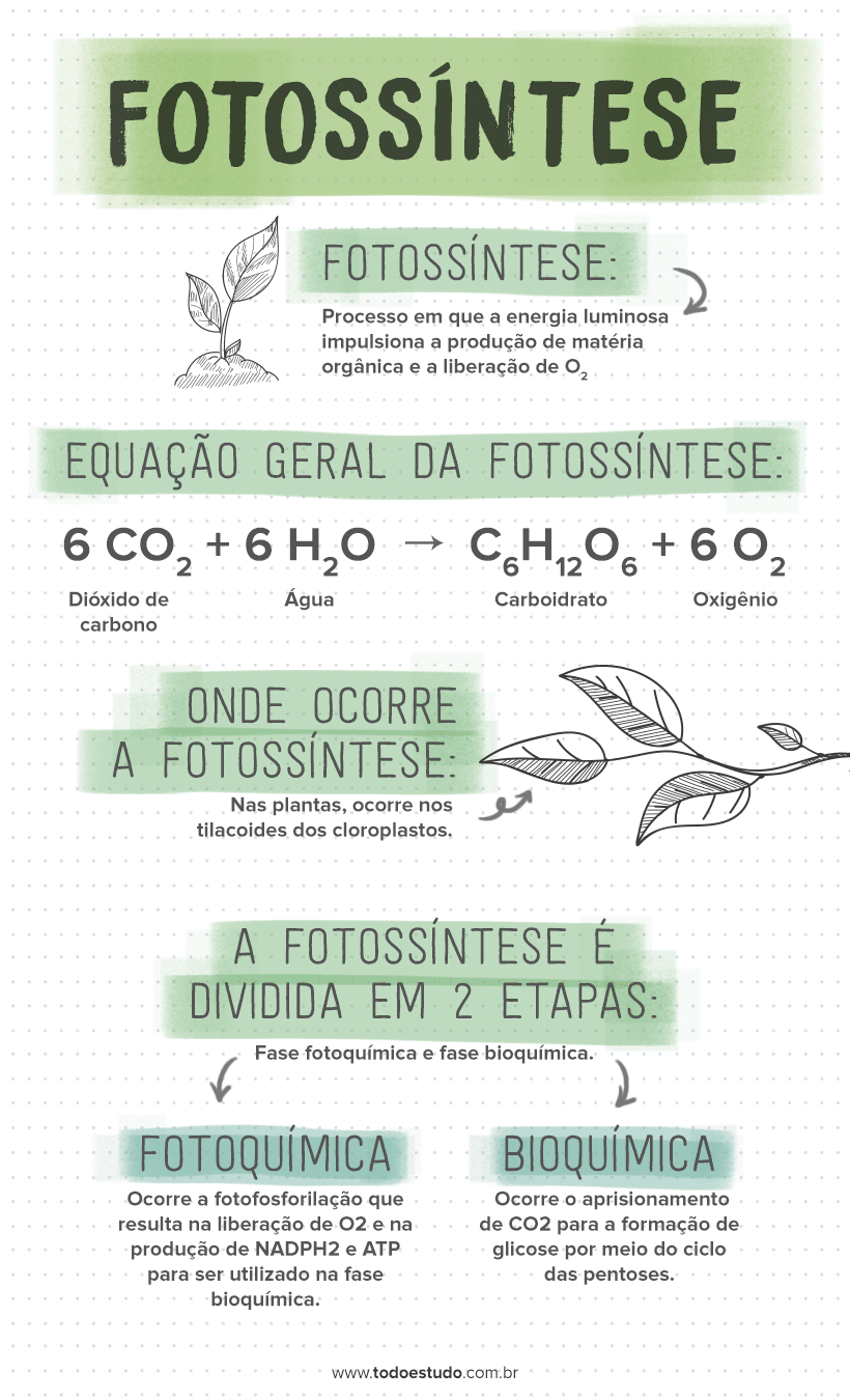 Fotossíntese Aprenda Sobre As Fases Fotoquímica E Bioquímica 0024