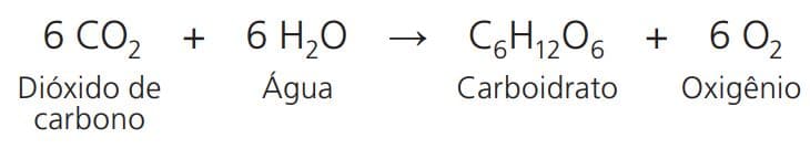 Fotossintese Aprenda Sobre As Fases Fotoquimica E Bioquimica Images