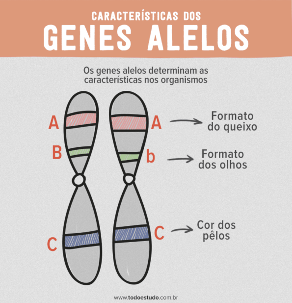 Genes Alelos: Entenda O Que Define O Gene Ser Alelo Ou Não