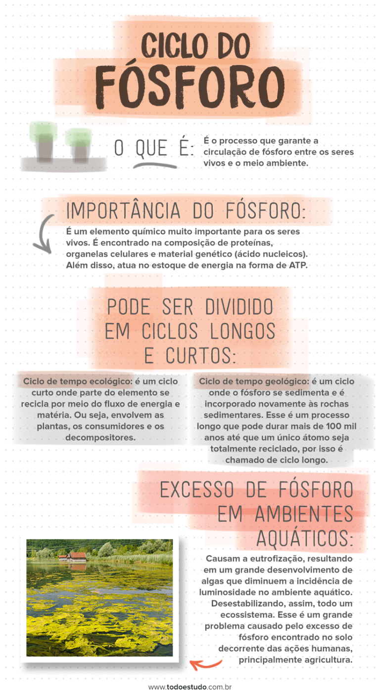 Ciclo Do Fósforo Entenda A Importância Desse Ciclo Biogeoquímico 3905