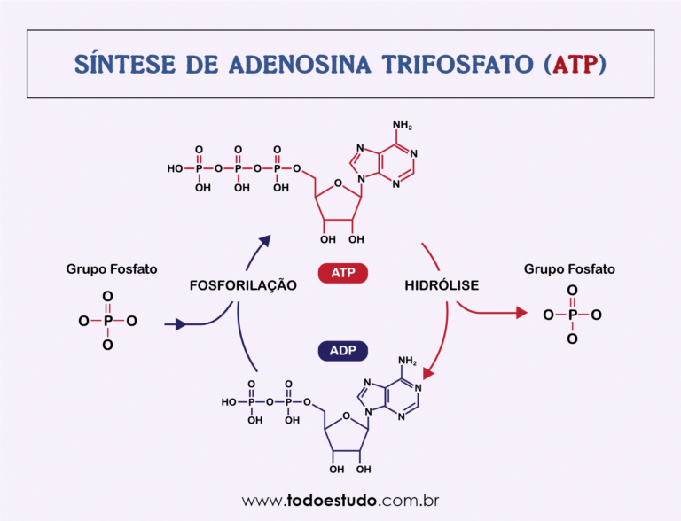 atp-conhe-a-a-mol-cula-mais-importante-dos-seres-vivos