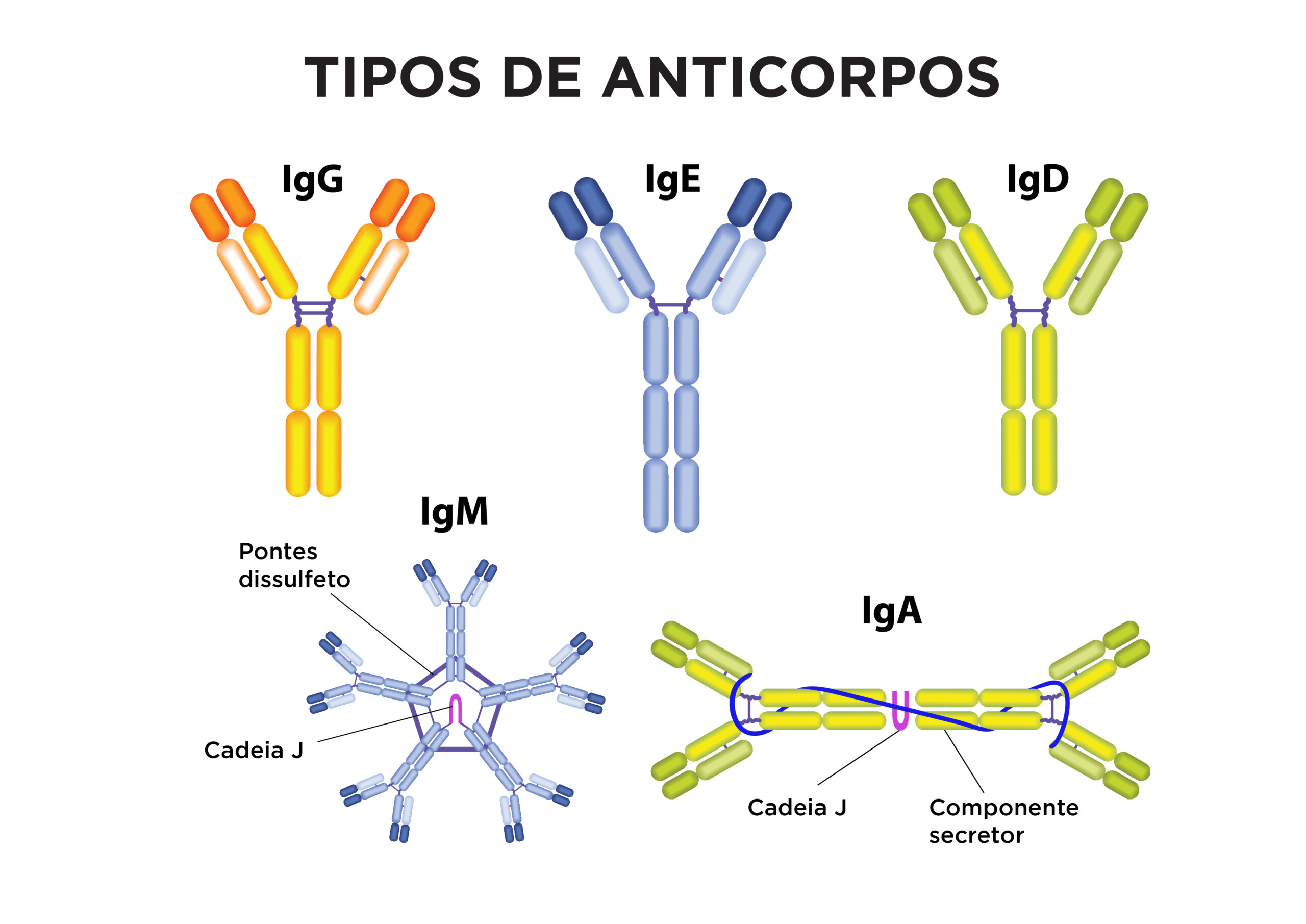 O Que é Anticorpos Citoplasmáticos