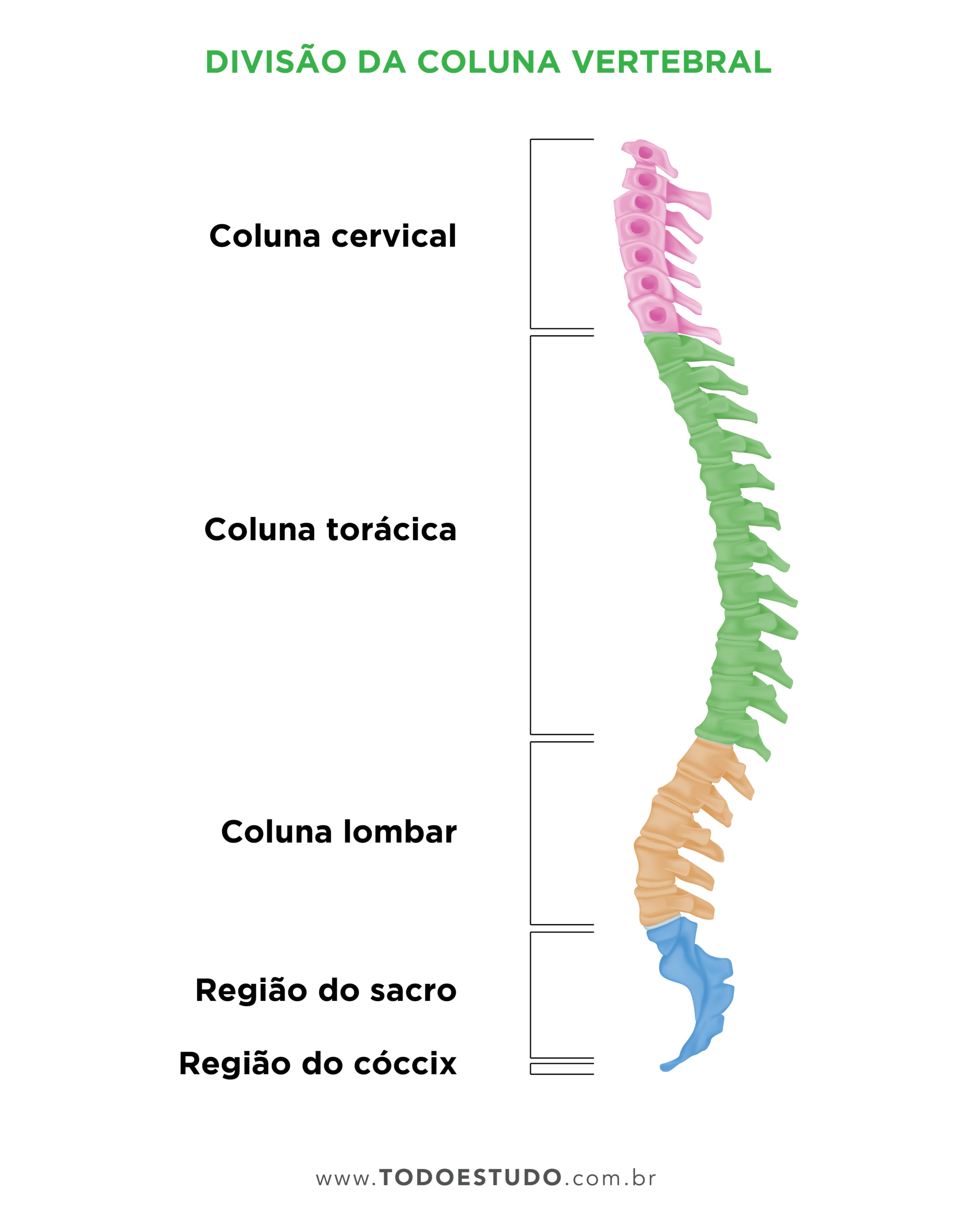 Coluna vertebral: o que é, quais são as suas funções e como é dividida